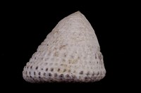 藏品(血斑鐘螺)的圖片